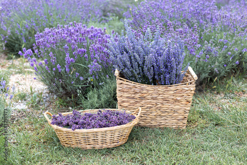 Harvesting season. Lavender bouquets and basket.