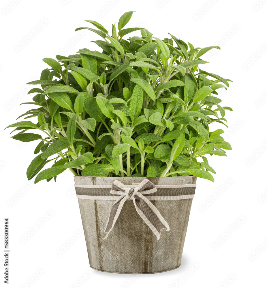 Naklejka premium Sage plants in vase