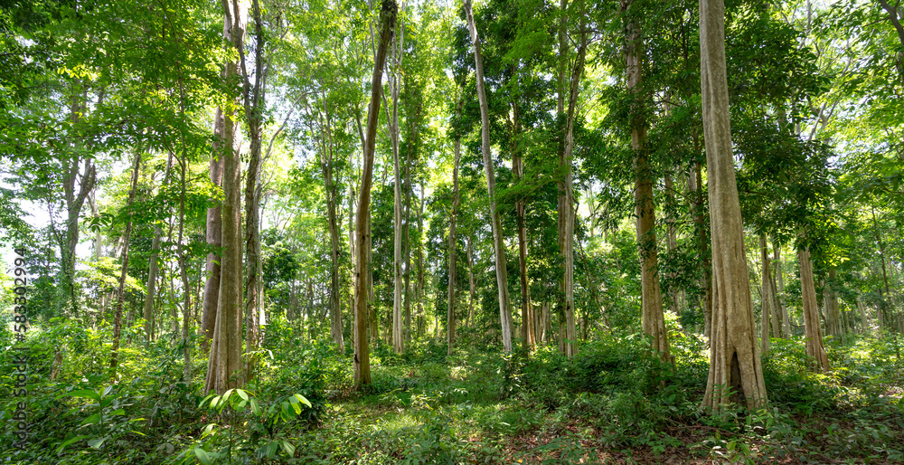 Lagerstroemia speciosa (Queen 's Crape-myrtle) forest in Kon Tum Province, Vietnam Lagerstroemia speciosa (Queen 's Crape-myrtle) forest in Kon Tum Province, Vietnam