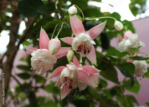 Pink color of Fuchsia flowers at its full bloom