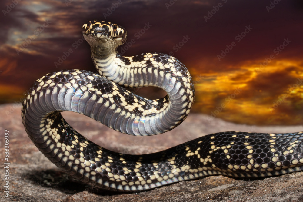 Fototapeta premium Highly venomous Broad-headed Snake in strike position