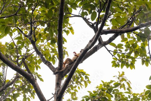 stunning squirrel monkey high on the tree © Tatiana Kashko