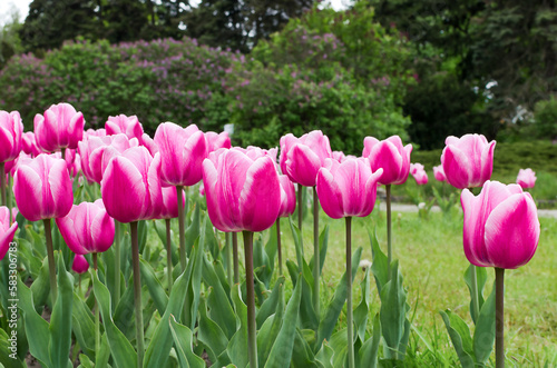 pink tulip flowers growing in the garden