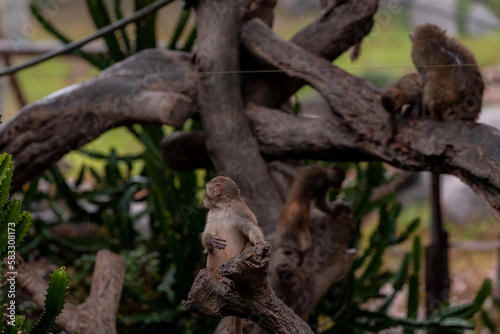 The big warm monkey family. The name of this Monkey is Assam Macaque, The Old World monkey family native to South and Southeast Asia. 