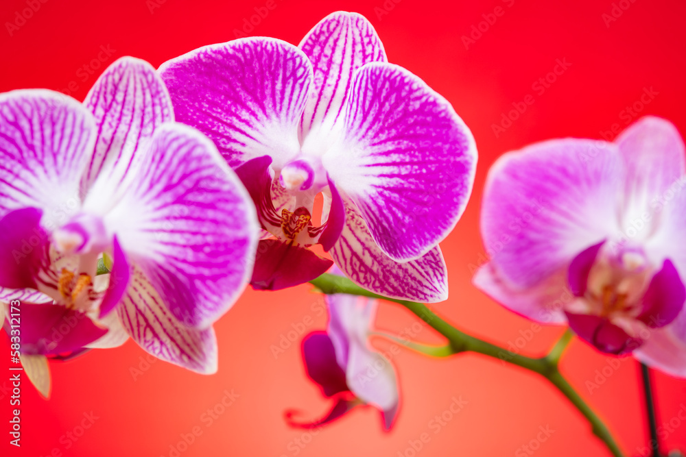 Fototapeta premium blooming orchids on a red background horizontal composition