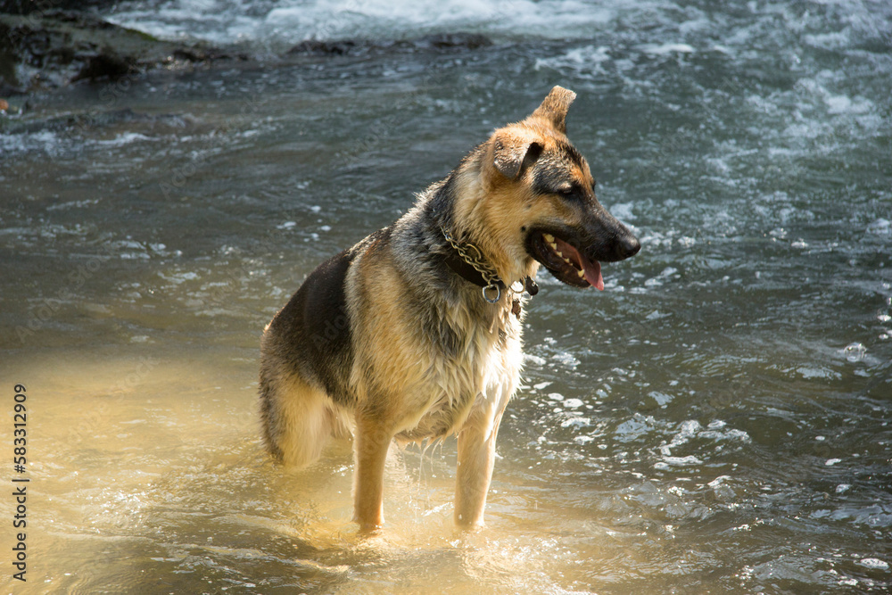 German shepherds playing in waterfall in southwest Virginia German shepherds playing in waterfall in southwest Virginia
