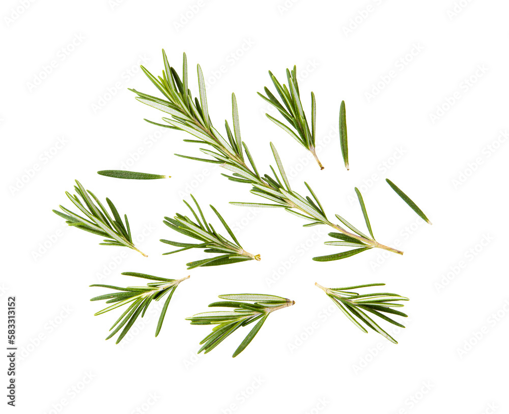 fresh rosemary isolated on transparent png