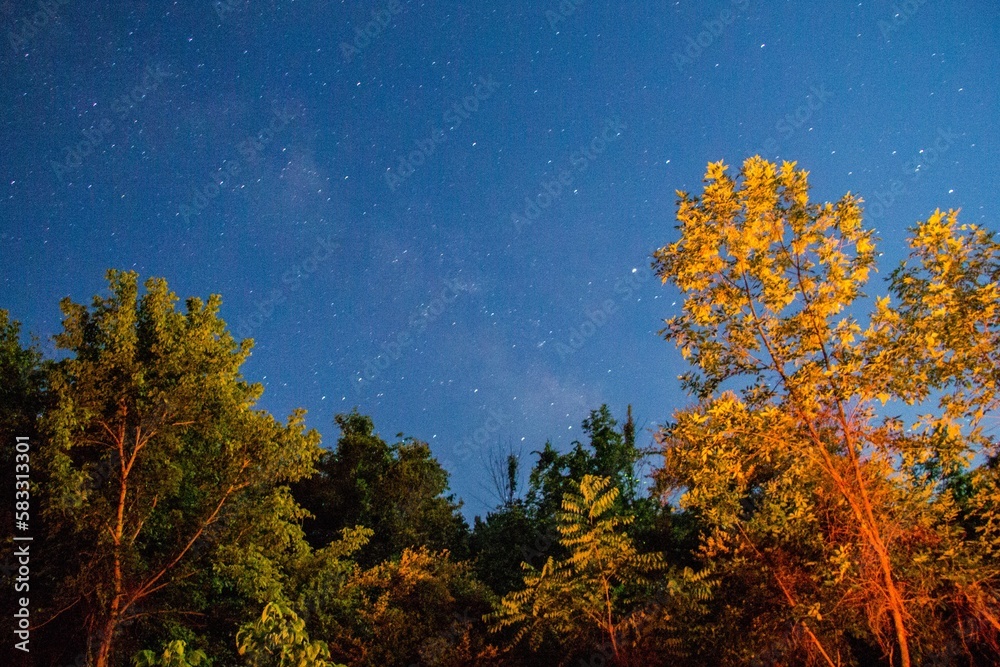 Trees illuminated by a campfire with a starry sky background.