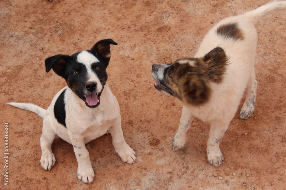 Two puppies in the Arizona desert.