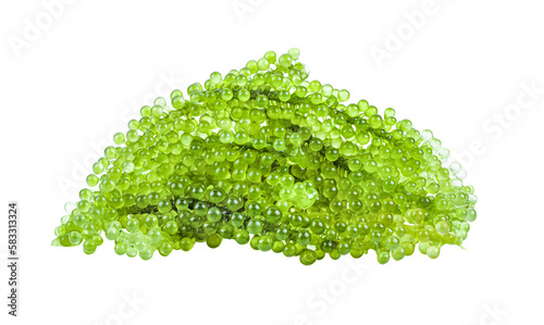 Sea grapes ( green caviar ) seaweed on transparent png photo