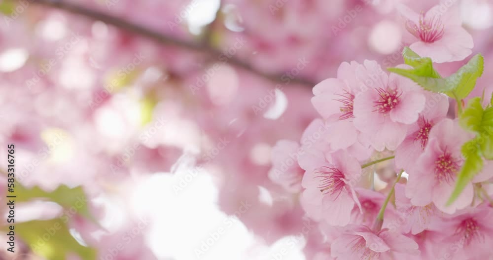 風に揺れる満開の桜の花