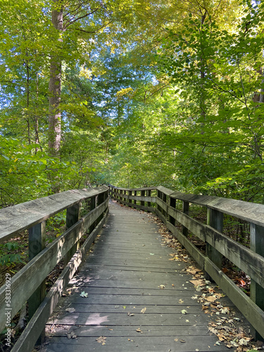 wooden bridge in the forest