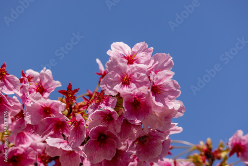 Obraz w ramie 満開の桜の花