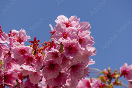 Obraz w ramie 満開の桜の花