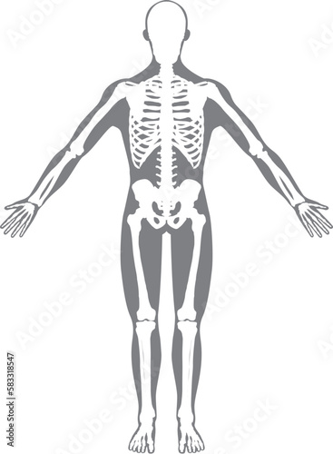 全身骨格　後面　シルエット白
