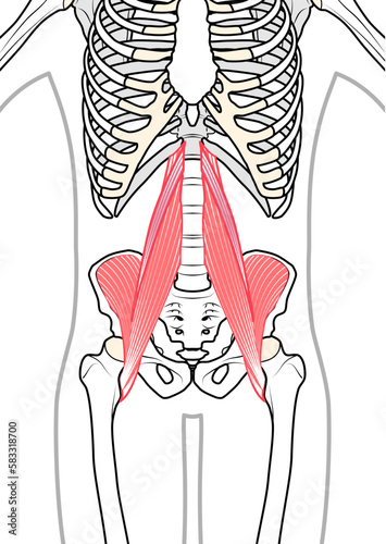 小腰筋・大腰筋・腸骨筋　体表あり
