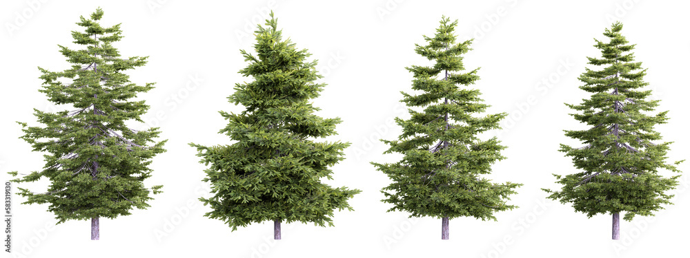 Tree pseudotsuga menziesii set on transparent background.3d rendering PNG Set