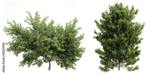 Tree taxus baccata set on transparent background.3d rendering PNG Set