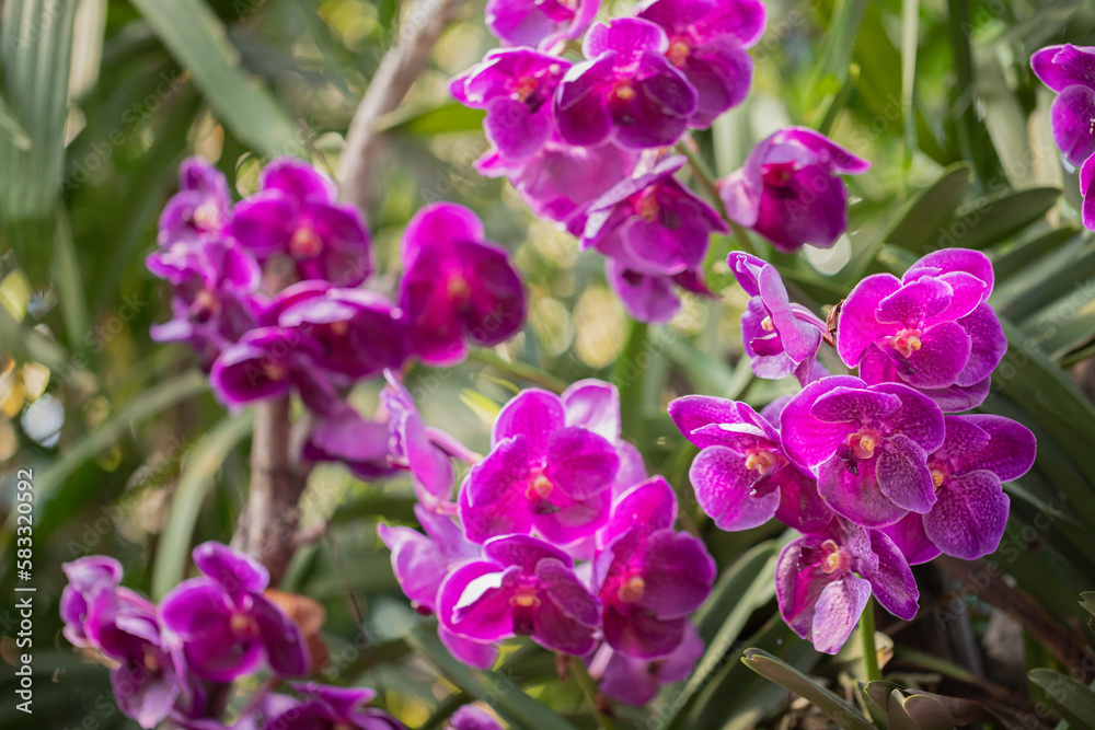 Vanda orchid flower bloom in spring decoration the beauty of nature, A rare wild orchid decorated in tropical garden