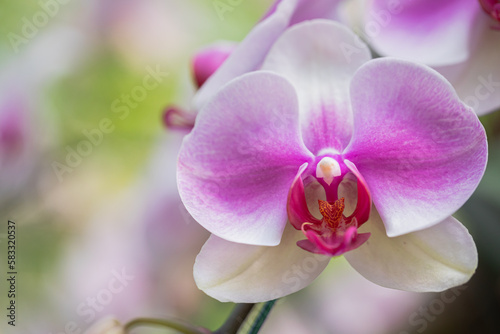 Phalaenopsis orchid flower bloom in spring decoration the beauty of nature, A rare wild orchid decorated in tropical garden