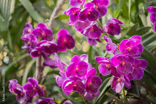 Vanda orchid flower bloom in spring decoration the beauty of nature  A rare wild orchid decorated in tropical garden