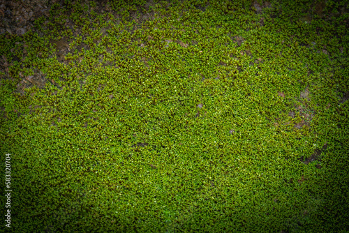 Grooved green moss background in nature