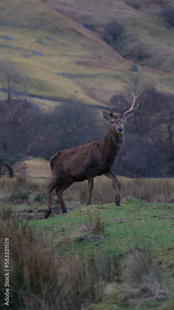 Fototapeta premium Deer foraging in nature. brown deer in nature