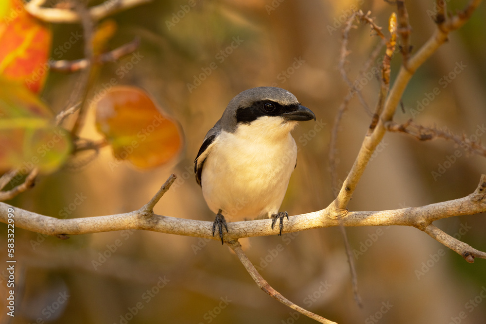 A close-up portrait of a loggerhead shrike, a small predatory bird, in southwest Florida A close-up portrait of a loggerhead shrike, a small predatory bird, in southwest Florida