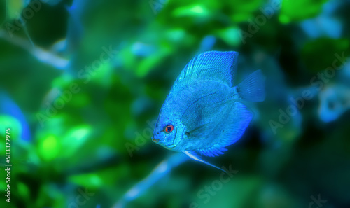fish in aquarium
