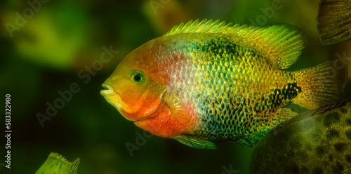 Cichlasoma Synspilum