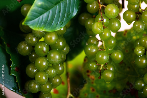 bunch of grapes