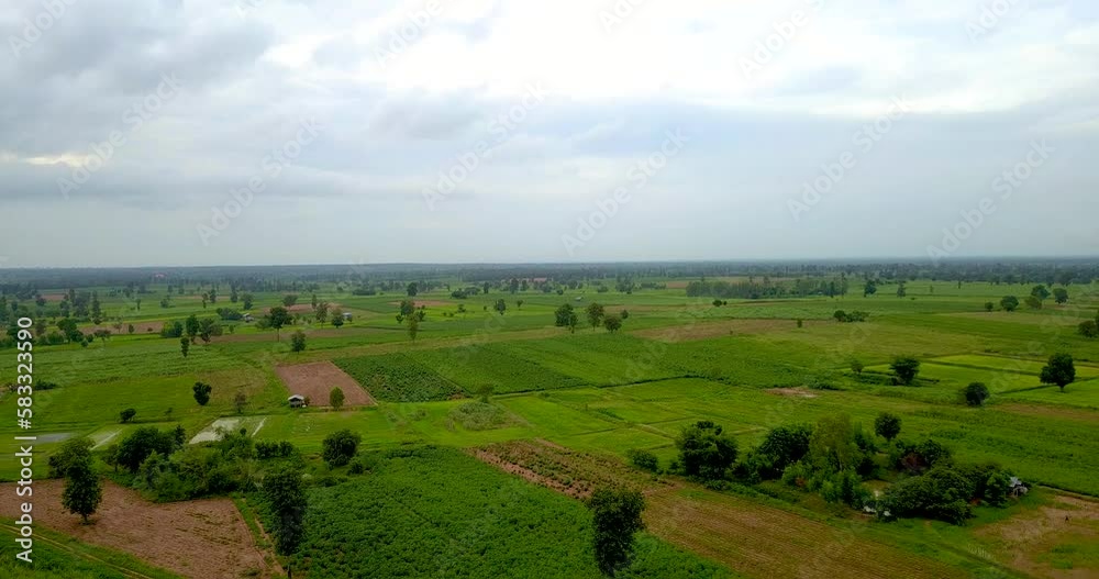 Top view of green rice paddy fields in Thailand, beautiful plantation with green rice field. Top view of green rice paddy fields in Thailand, beautiful plantation with green rice field.