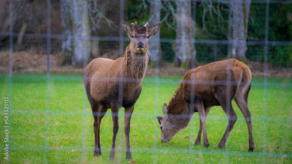 Brown deer foraging at a deer farm. Green grass and wire mesh