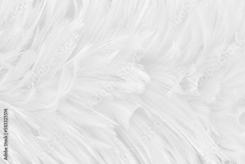 Fototapeta Naklejka Na Ścianę i Meble -  Beautiful white grey bird feathers pattern texture background.