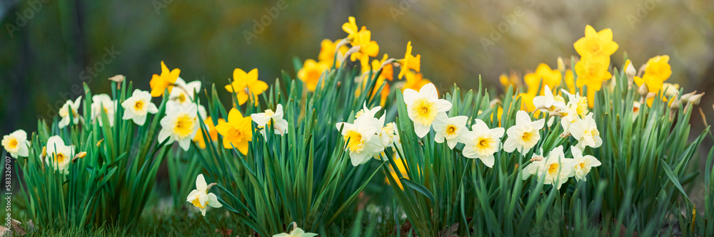 Daffodils in the spring garden. Spring flowers background.