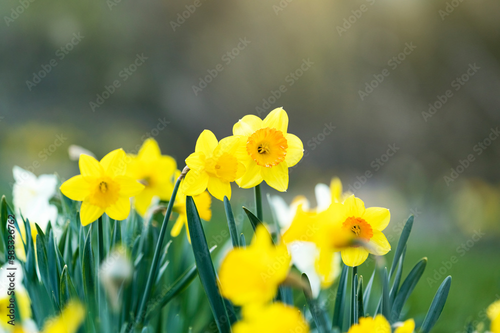 Daffodils in the spring garden. Spring flowers background.