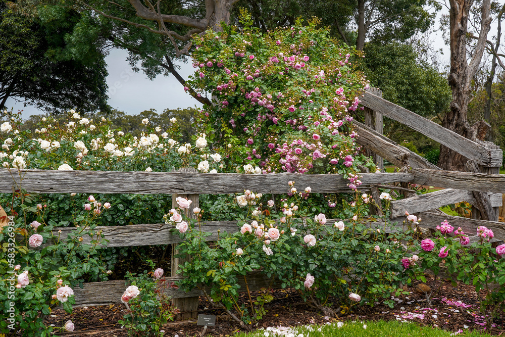 Rose garden set amongst an old an old rustic sheep yard, Australia.