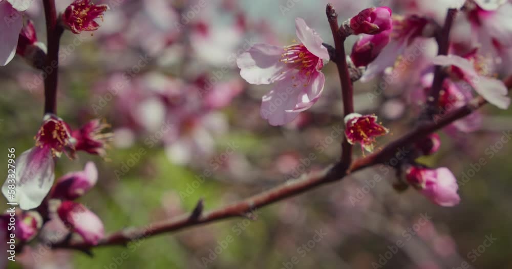 Pink Cherry Tree Flowers Blooming. Pink Cherry Tree Flowers Blooming.