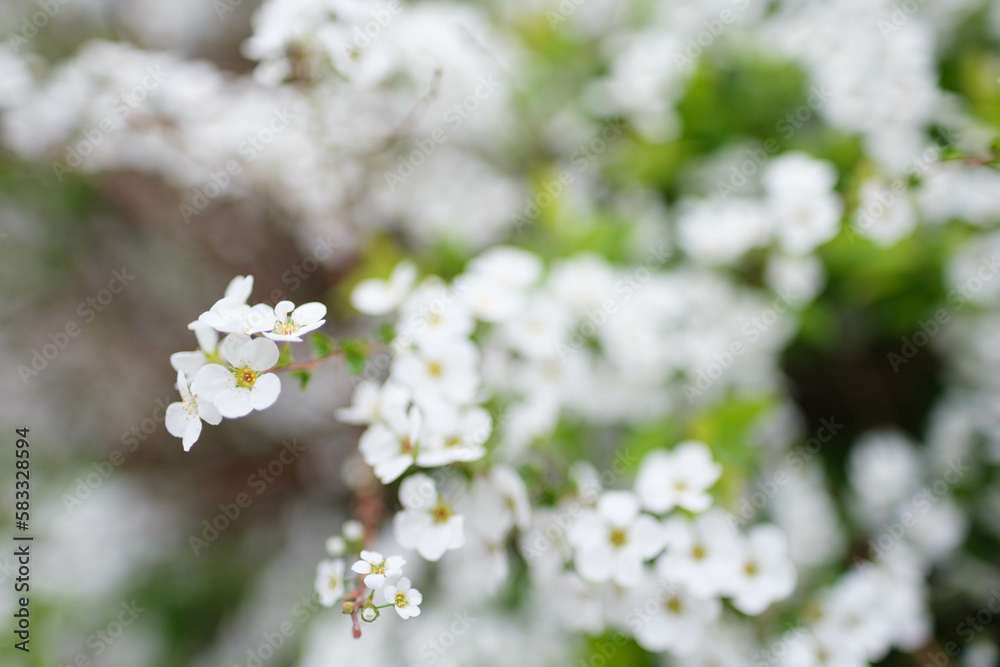 春枝垂れた枝先の長い穂にたくさんの花をさかせるユキヤナギ。春の訪れを告げる