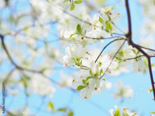 白いハナミズキ