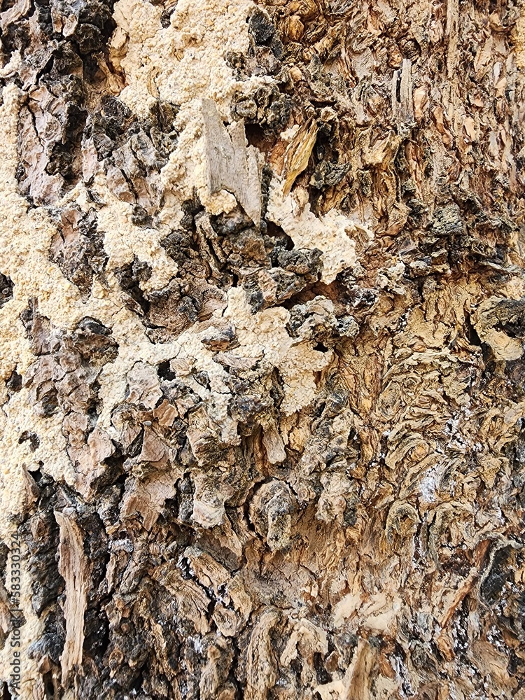 bark of a tree bark of a tree