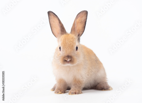 Front view of baby brown rabbit standing on white background. Lovely action of baby rabbit.