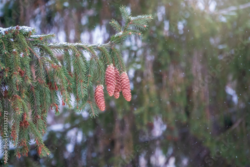 Green spruce branches with needles and cones in winter. Many cones on spruce.