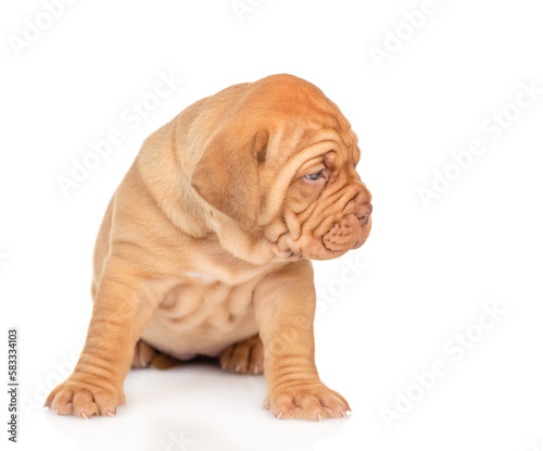 Bordeaux puppy sitting and looking away on empty space. isolated on white background