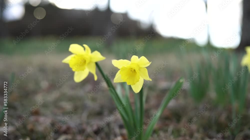 Yellow daffodil perennial flower in early spring. Yellow daffodil perennial flower in early spring.