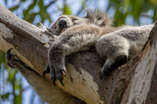 Koala Bear sleeping. in a gum tree in Australia