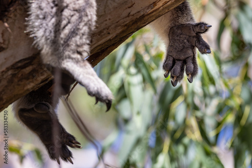 Close up detail view of a Koala Bear's paw and powerful  claws used for gripping onto the gum tree branches photo