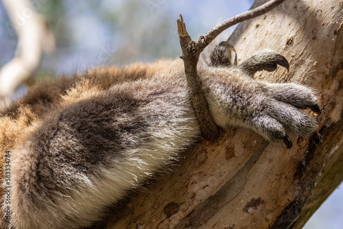 Canvas Print Close up detail view of a Koala Bear's paw and powerful  claws used for gripping
