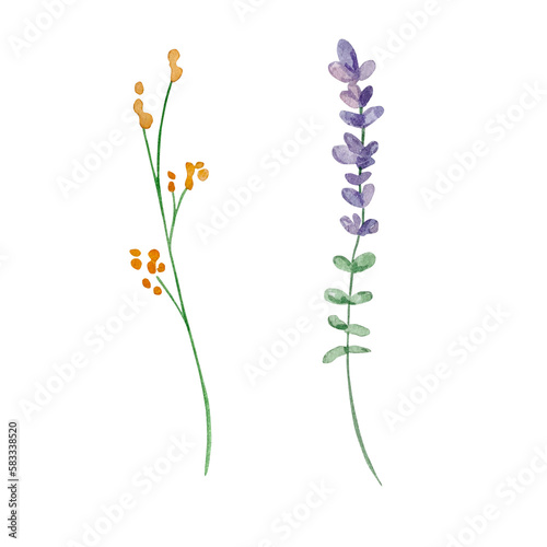 Watercolor wildflowers  delicate botanical illustration