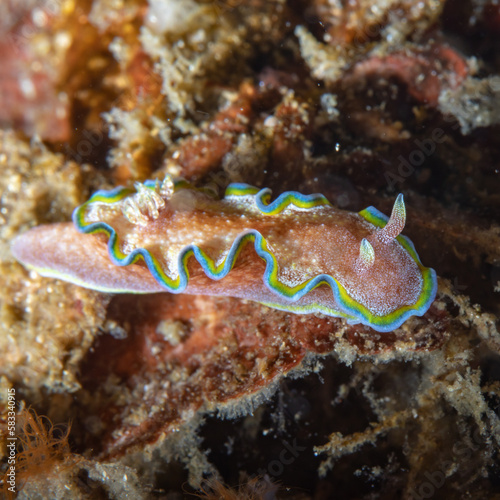 A close up view of the nudibranch